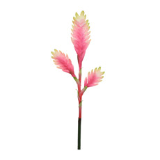 Imagem de HASTE HELICONIA TROPICAL ROSA 41193 GRILLO - Grillo Ltda