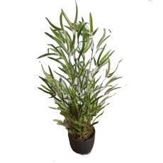 Imagem de PALMEIRA BAMBU VERDE 65CM 50286 GRILLO - Grillo Ltda