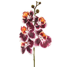 Imagem de HASTE DECORATIVA DE ORQUÍDEA PHALAENOPSIS MARSALA EM PLÁSTICO MOLDÁVEL - GRILLO - Grillo Ltda