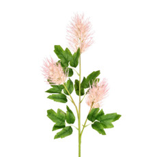 Imagem de HASTE CIRSIUM X3 ROSA 20X89CM - GRILLO 53453 - Grillo Ltda