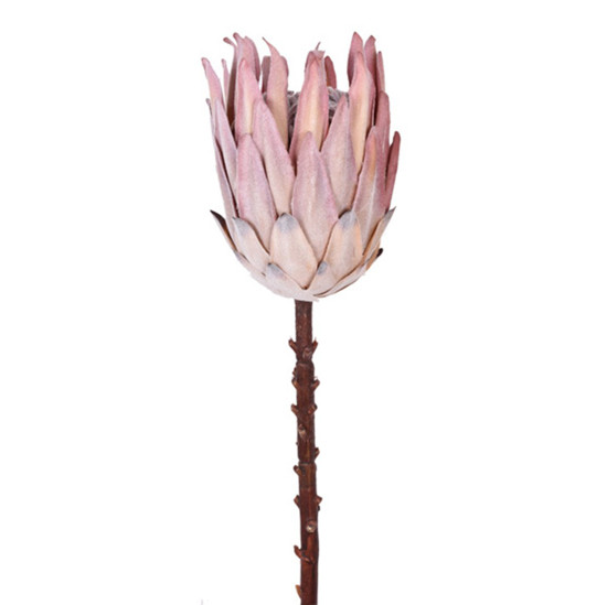 Imagem HASTE PROTEA FLOCADA MARRON 16X56CM GRILLO 55373