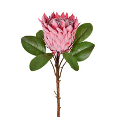 Imagem de HASTE PROTEA ROSA ESCURO 20X69CM GRILLO 55370 - Grillo Ltda