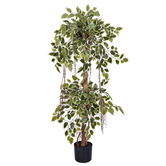 Imagem PLANTA FICUS COM FOLHAS VERDES E BRANCO EM PLÁSTICO E TRONCO NATURAL COM VASO - GRILLO 